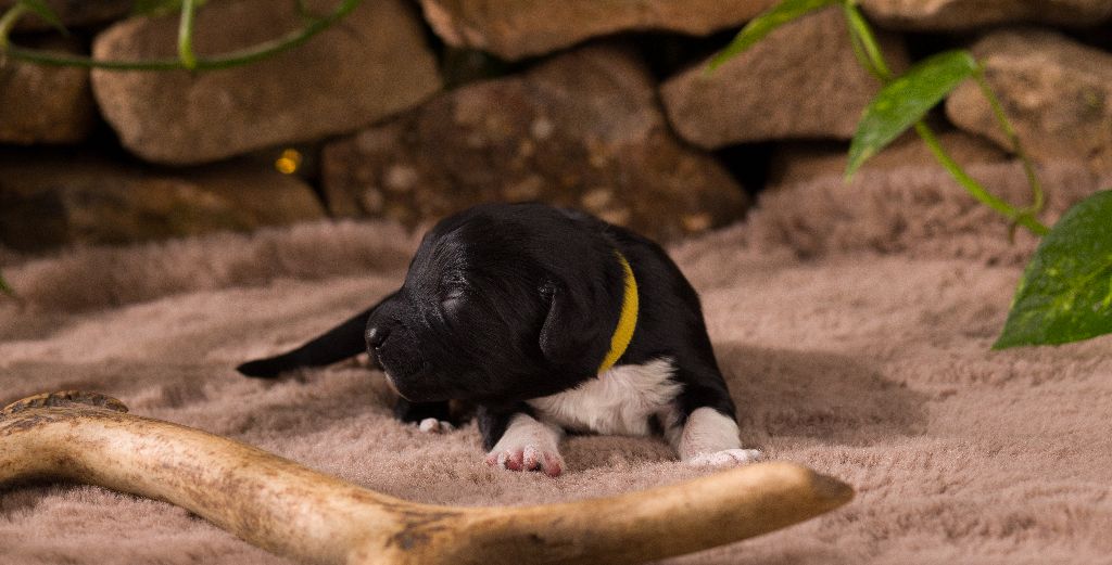 Da Baia Do Agua Negra - Chien d'eau portugais - Portée née le 06/04/2025